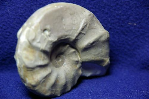 Ceratites evolutus (Muschelkalk, Trias) Holving, Moselle   (95 mm)