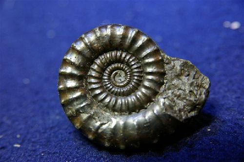 Crucilobiceras densinodulum (Quenstedt)  Stonebarrow, Charmouth, Grande-Bretagne   35 mm