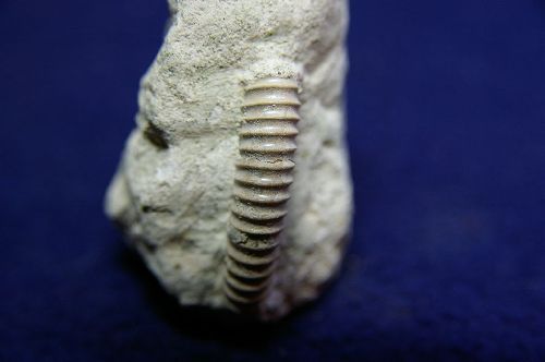 Stomohamites simplex(Orbigny 1842), Cénomanien moy de Seine-Maritime  28 mm