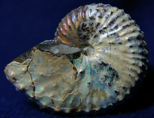 Discoscaphites conradi  (Morton 1834)  Fox Hills Formation, South Dakota, USA.  Maestrichtien sup  (60 mm )