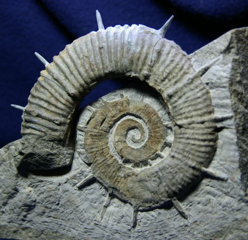 Crioceratites duvali (Léveillé 1837) var. alpensis, Hauterivien sup. de la  Montagne de Céüse, Hautes-Alpes, 120 mm