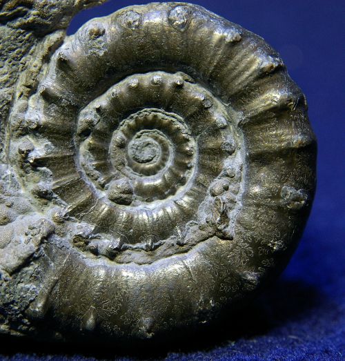 Eoderoceras sp. , Sinémurien d'Angleterre (Stonebarrow, Charmouth, Dorset)  50 mm