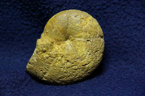 Calliphylloceras cf manfredi (Oppel) , Oxfordien moy. des Deux-Sèvres, 61 mm