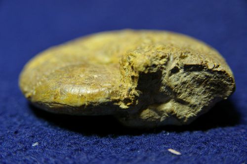 Calliphylloceras cf manfredi (Oppel) , Oxfordien moy. des Deux-Sèvres, 61 mm