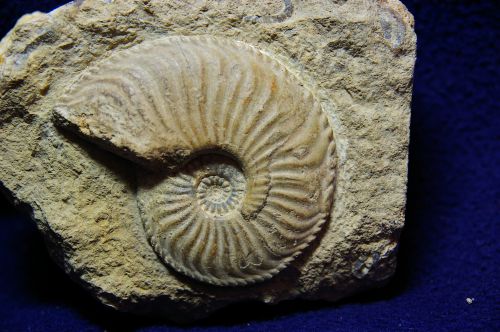 Amaltheus margaritatus (Montfort 1808), Pliensbachien sup. du Calvados, 80 mm