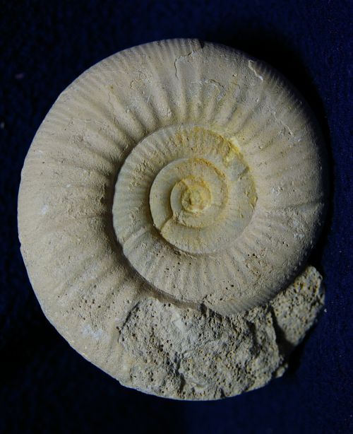 Choffatia isabellae (Bonnot, Boursicot, Ferchaud & Marchand 2008), Callovien sup. du Maine-et-Loire, 90 mm