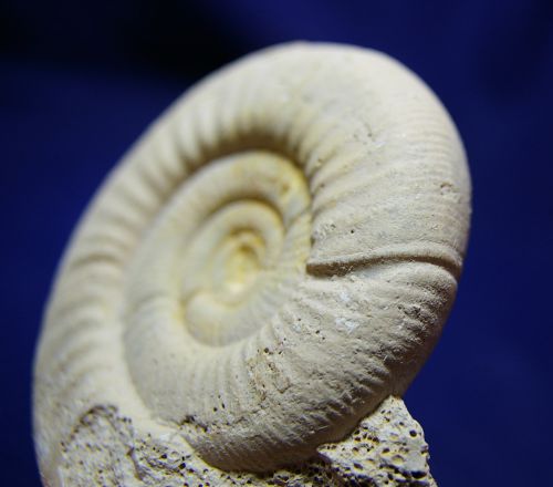 Choffatia isabellae (Bonnot, Boursicot, Ferchaud & Marchand 2008), Callovien sup. du Maine-et-Loire, 90 mm