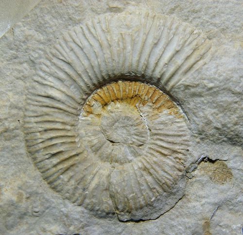 Pseudosubplanites berriasensis (Le Hégarat 1973), Berriasien du Gard, 77 mm