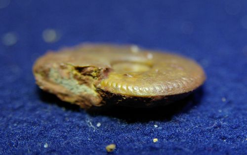 Oecotrauste fuscus (Quenstedt), Bathonien inf. de sengenthal, Allemagne, 28 mm