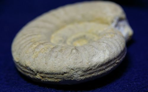 Sonninia (Euhoploceras) aff. adicrum (Waagen 1867) , Aalénien sup. du Calvados, 90 mm