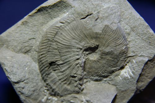 Neocomites (Teschenites) flucticulus (Thieuloy 1977), Hauterivien inf. des Hautes-Alpes ,  40 mm