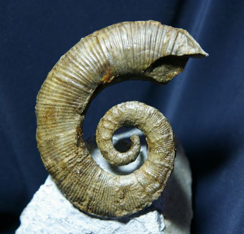 Crioceratites elegans (Orbigny 1840), Hauterivien inf.de la Drôme, 72 mm