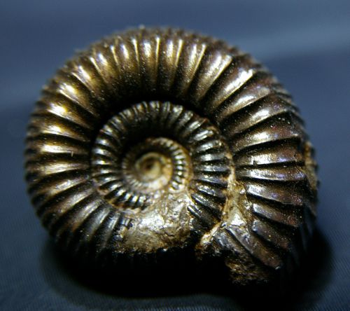 Catacoeloceras jordani (Guex 1972), Toarcien moy. de l'Aveyron, 34 mm