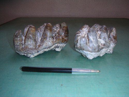 Fossiles : Molaires de Gomphotérium (famille des Mastodontes)  Chine