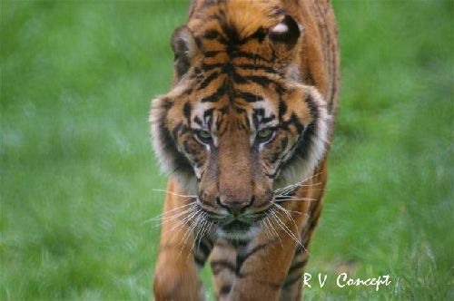  Tigre de Sumatra
