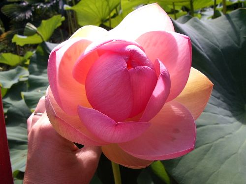 Lotus - La Bambouseraie (30)