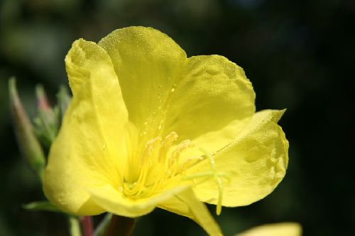 ROSEE DU MATIN SUR OENOTHERA BIENNIS