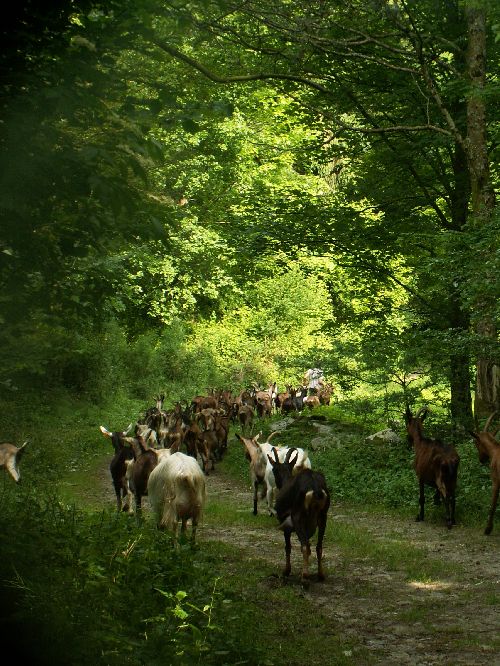 le traoupeau été 2008