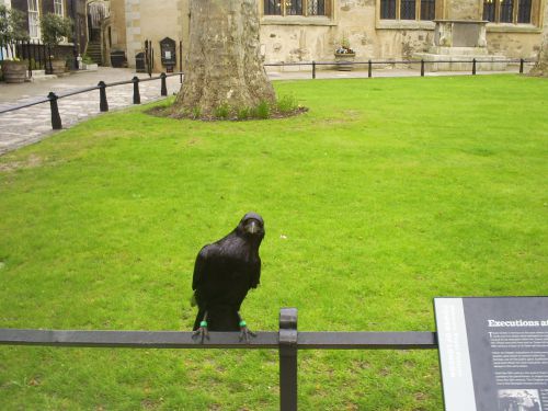 Tower of London Raven