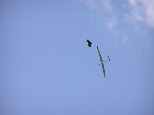 Un alpina 4001 avec 1 vautour