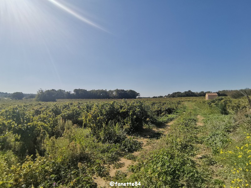 courthezon_chapelle_saint-georges (11).jpg
