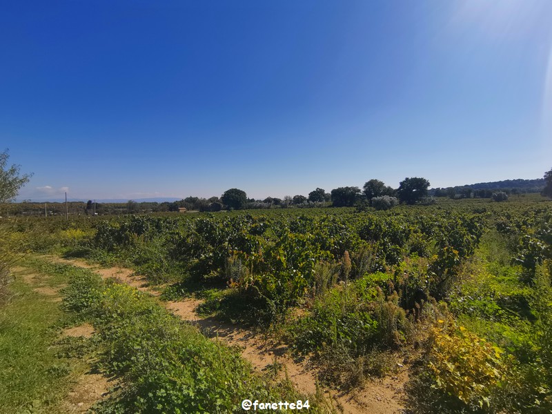 courthezon_chapelle_saint-georges (13).jpg