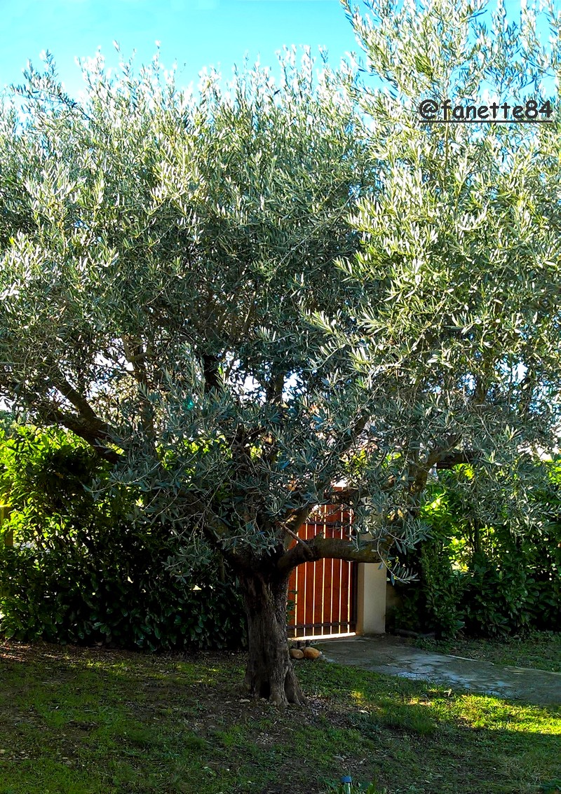 olives maison.jpg