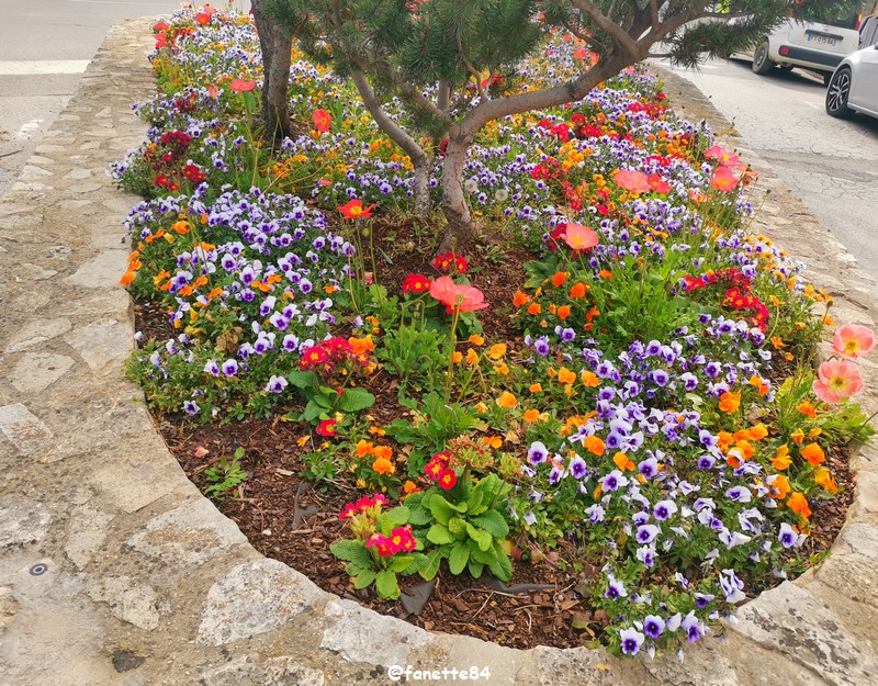 massif de fleurs 2024.jpg