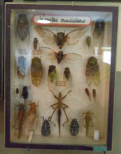Collection d'insectes