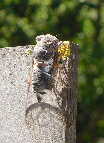 Une cigale qui chante (Vaucluse)