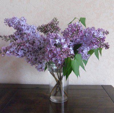 Bouquet de lilas