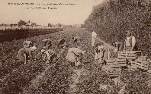 Carpentras. Ramassage de fraises