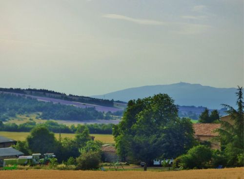 Lavande au plateau de Sault (10/07/2015)