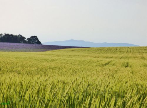 Champ d'épeautre et lavande au plateau de Sault (10/07/2015)