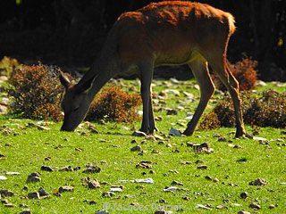 Biche Esfourniaux Lagarde D'Apt en Luberon