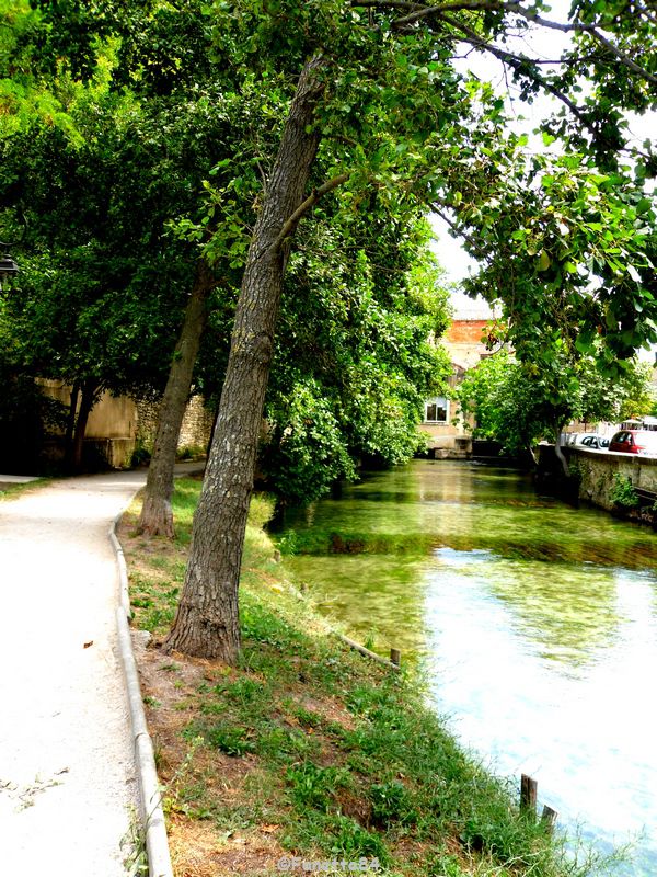 La Sorgue à l'Isle sur la Sorgue (été 2015)