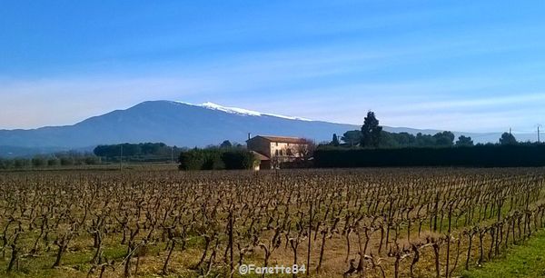 Mont-Ventoux depuis la route du Barroux. (19 février 2016)