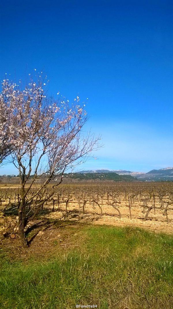 Mont-Ventoux depuis la route du Barroux. (19 février 2016)