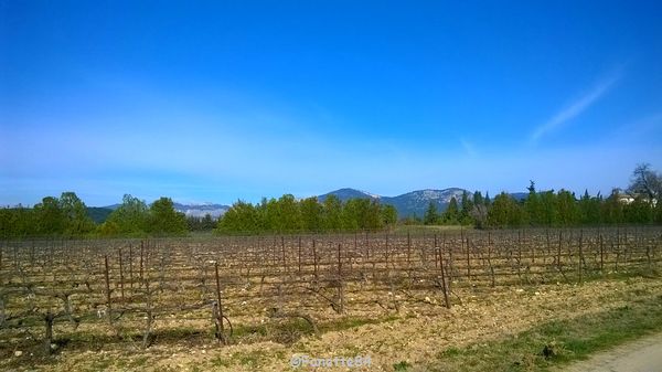 Mont-Ventoux depuis la route du Barroux. (19 février 2016)