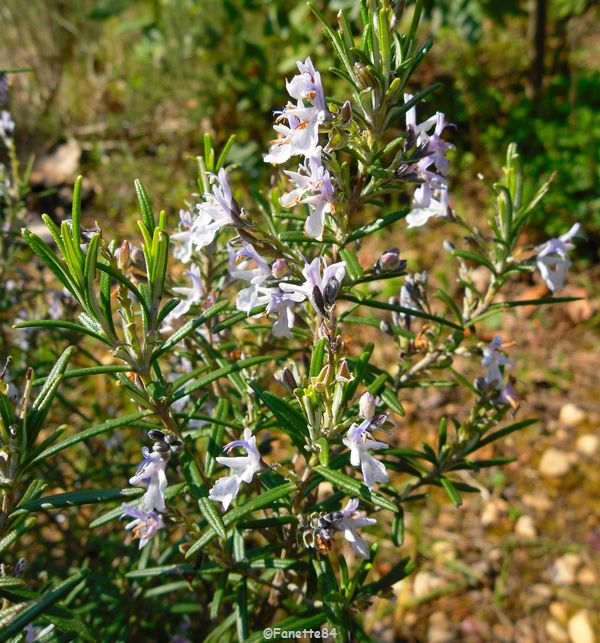 Romarin fleuri (mars 2016)