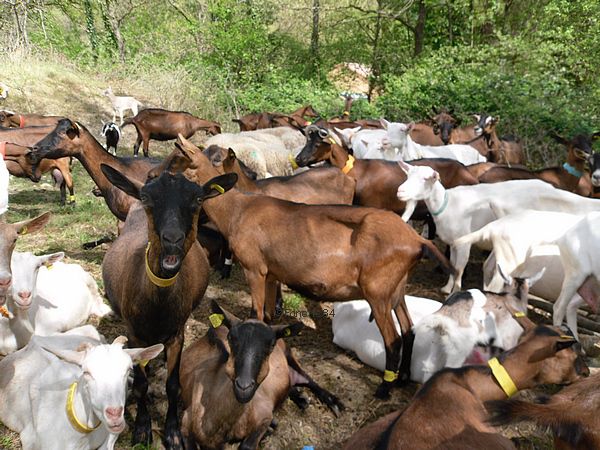 Troupeaux de chévres en Vaucluse