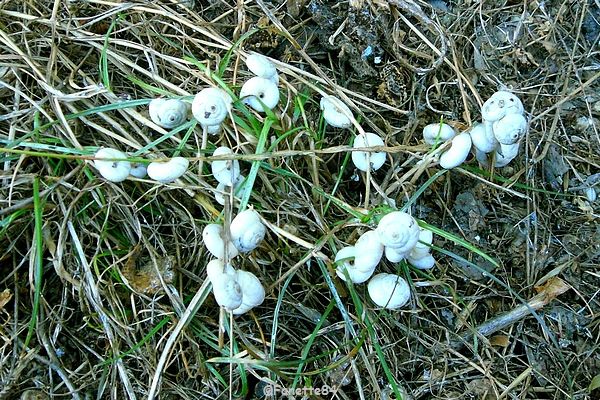 Escargots petits blancs de Provence