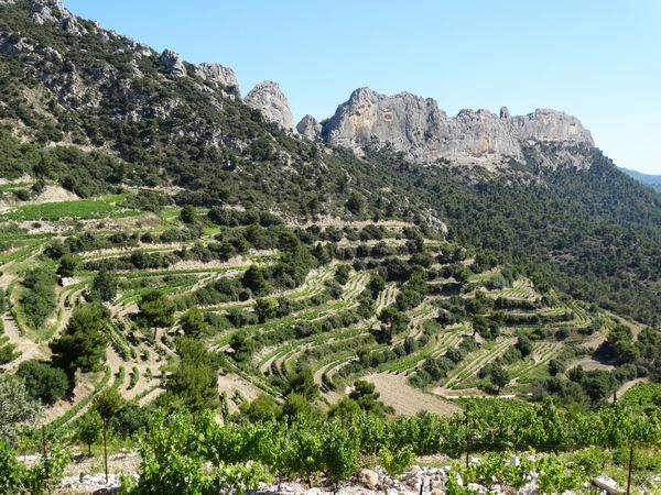 Dentelles de Montmirail