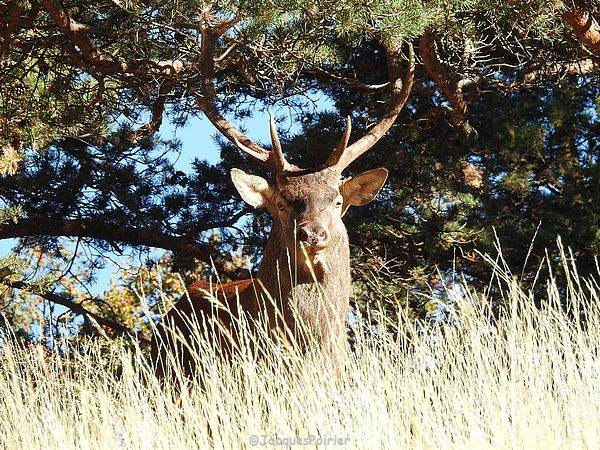 Brame du cerf sauvage