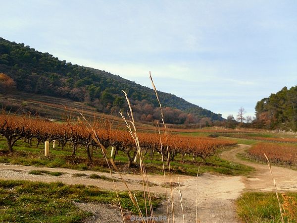 Vignes au Crestet. (26 décembre 2016)