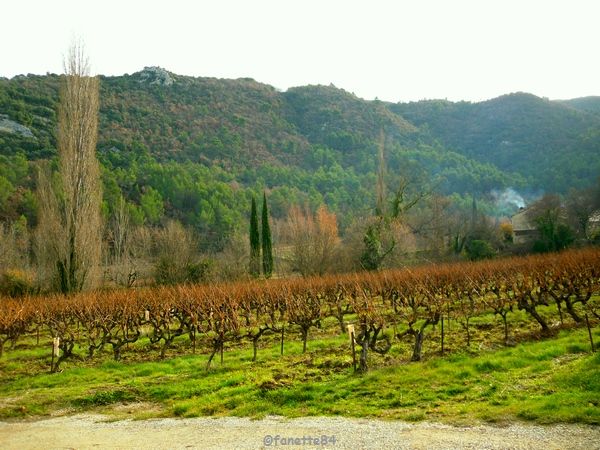 Vignes au Crestet. (26 décembre 2016)