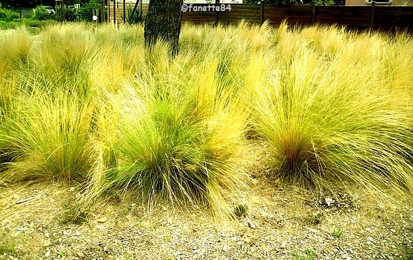 Le jardin du labyrinthe à Mazan