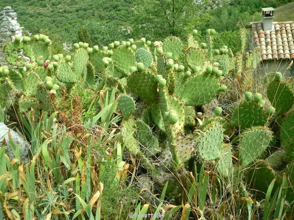 Cactus à Méthamis