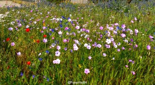 Fleurs à Avignon