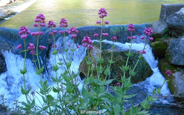Fleurs à Fontaine de Vaucluse